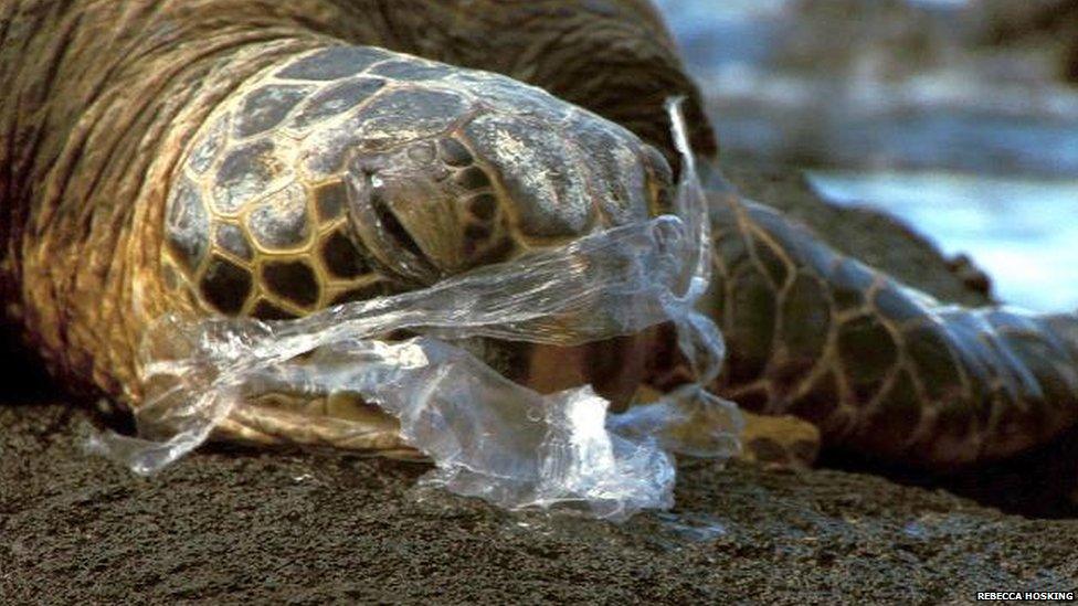 Are Sea Turtles Truly Saved?